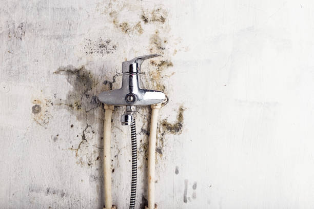 Best Commercial Mold Removal  in Homer, LA