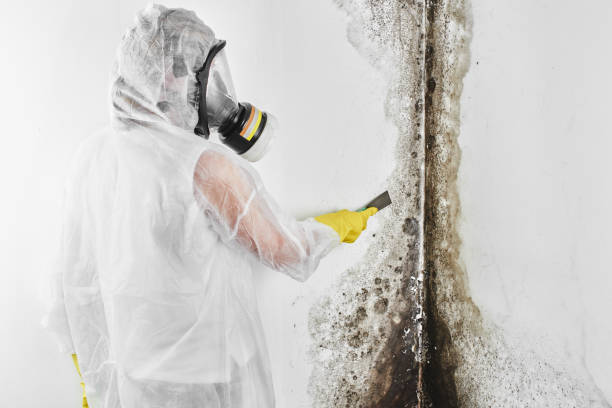 Best Residential Mold Removal  in Homer, LA