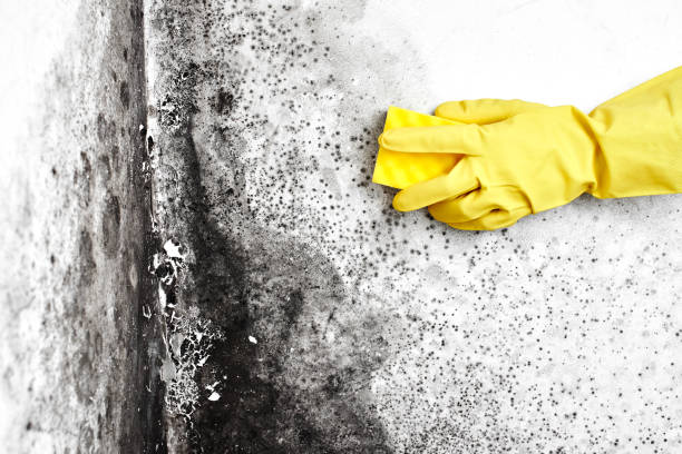 Best Commercial Mold Removal  in Homer, LA
