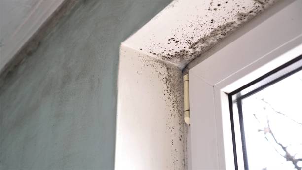 Best Mold Cleaning Services  in Homer, LA