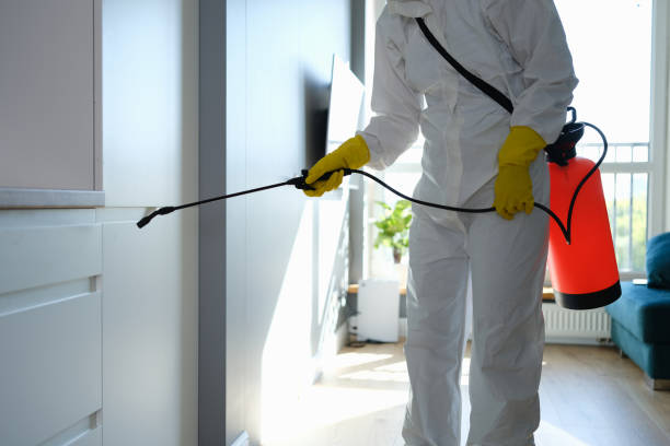 Best Black Mold Removal  in Homer, LA
