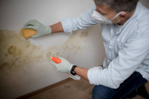 Professional Mold Removal in Homer, LA