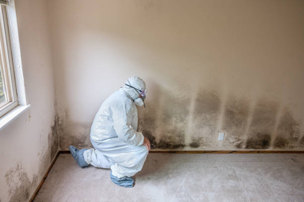Best Mold Cleaning Services  in Homer, LA