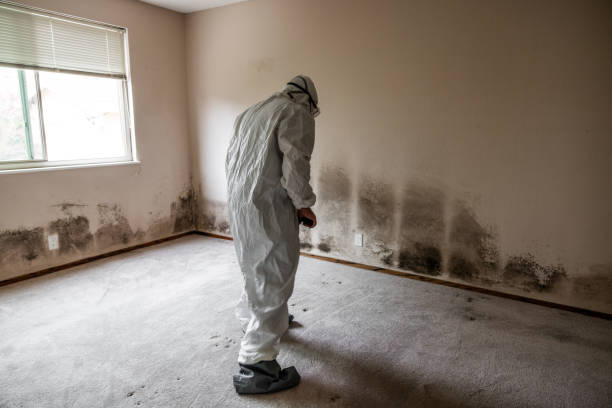 Best Attic Mold Removal  in Homer, LA