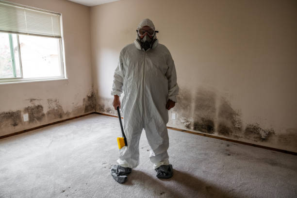 Best Toxic Mold Removal  in Homer, LA