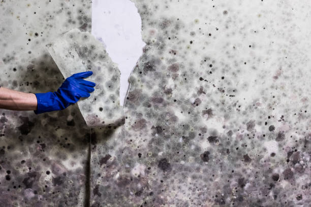 Best Toxic Mold Removal  in Homer, LA