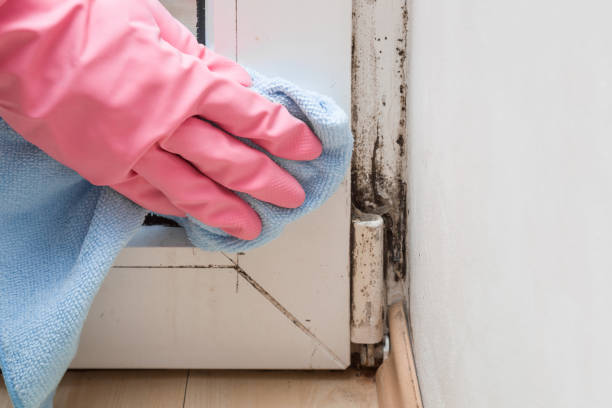 Best Commercial Mold Removal  in Homer, LA