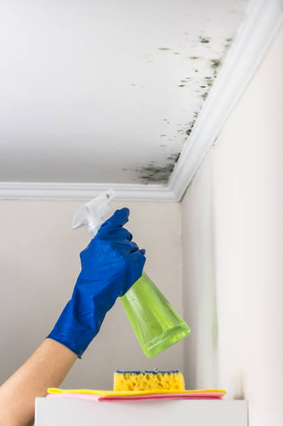 Best Best Mold Removal Companies  in Homer, LA