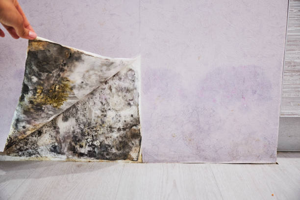 Best Local Mold Removal Service  in Homer, LA